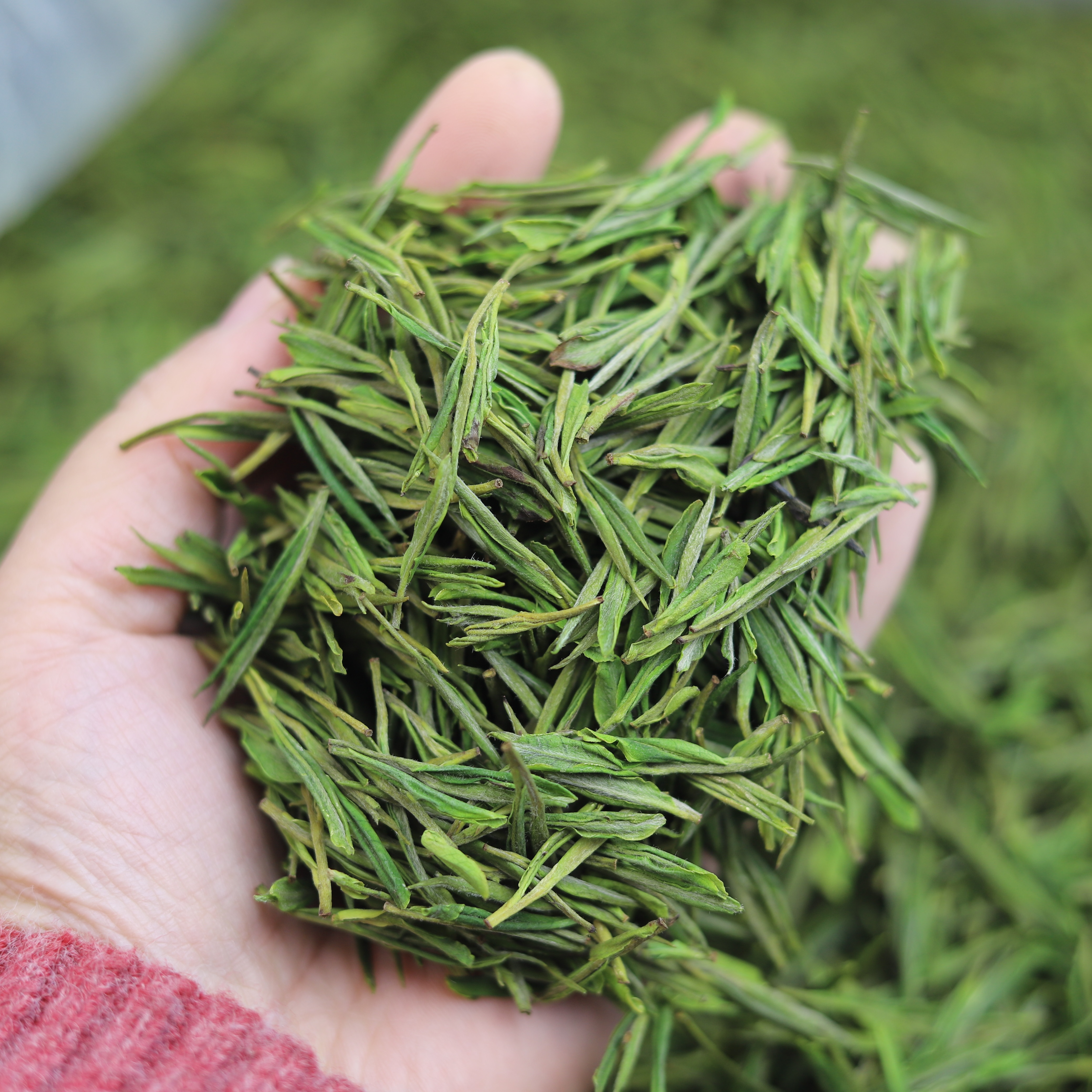 心儒Z480金鸡岭山头兰花香鲜甜回甘生津安吉白茶口粮茶