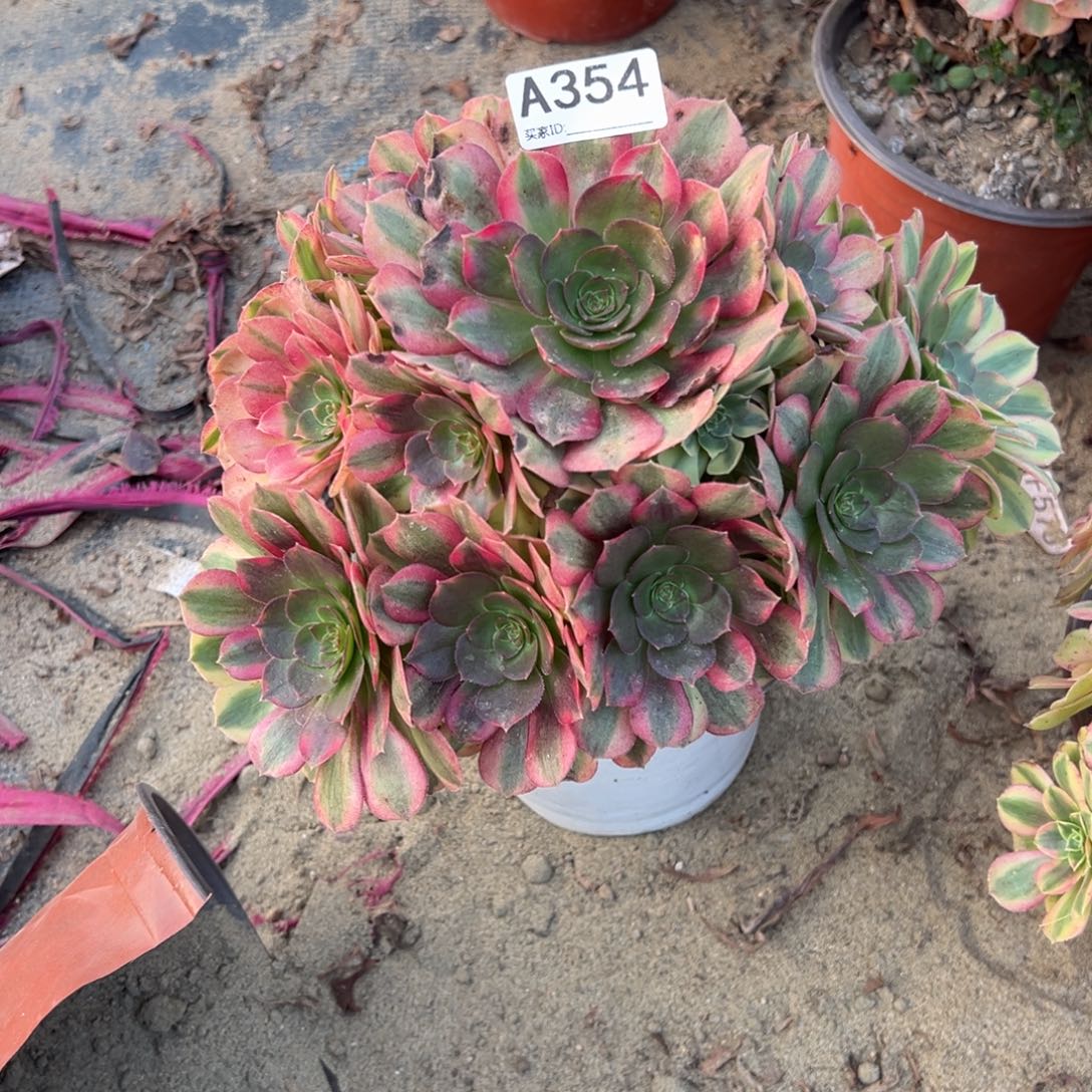 354雨荷多肉植物法师多肉