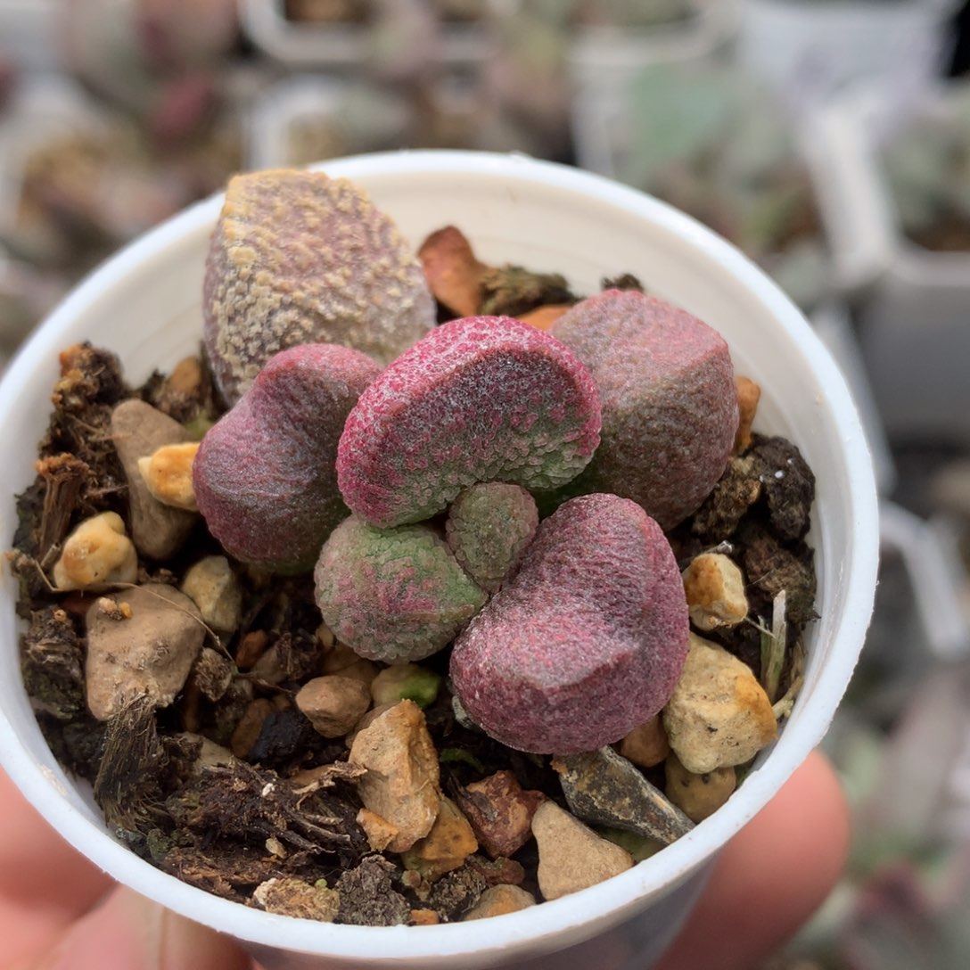 121红绕肉 多肉植物水泡