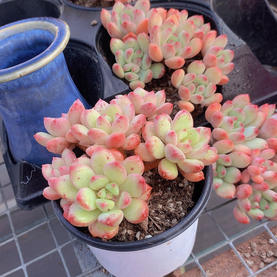 两颗公主345788999990000