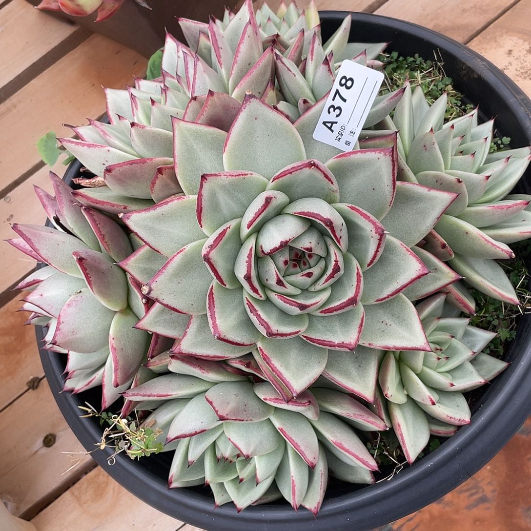 若如东云单拍A378（物流到付）