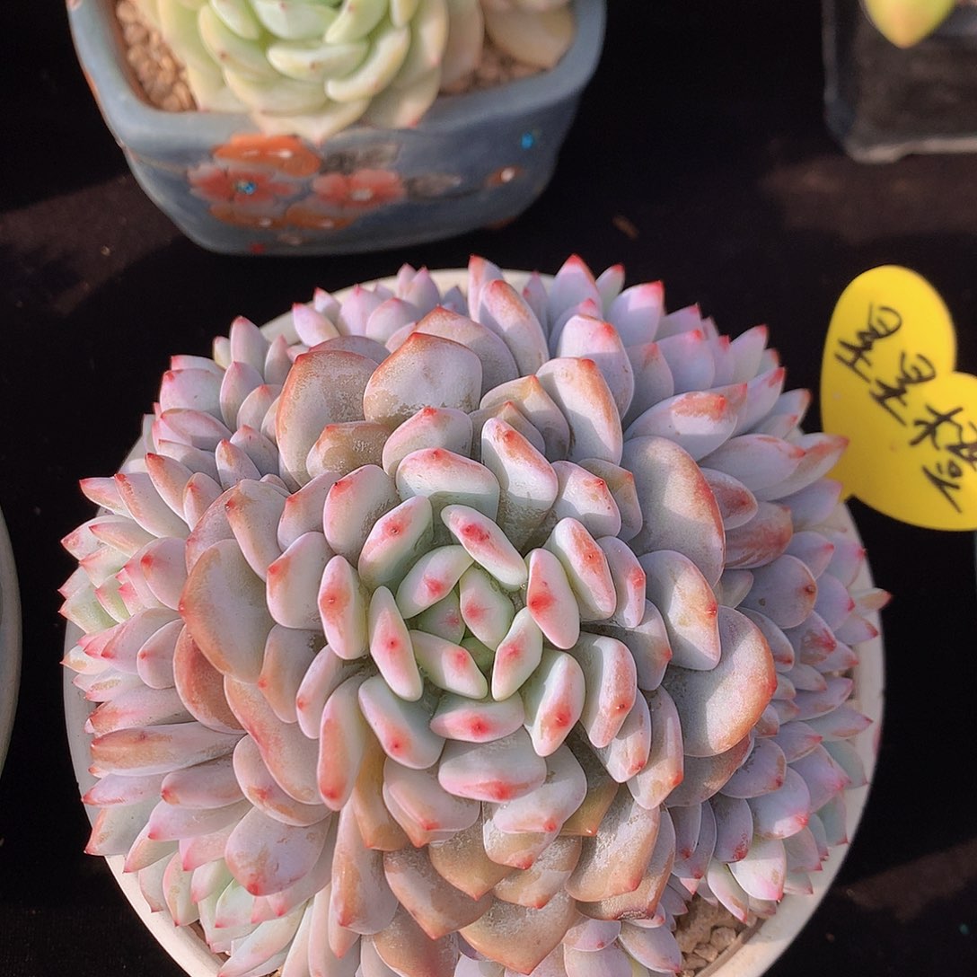 星星橙多肉一物一拍