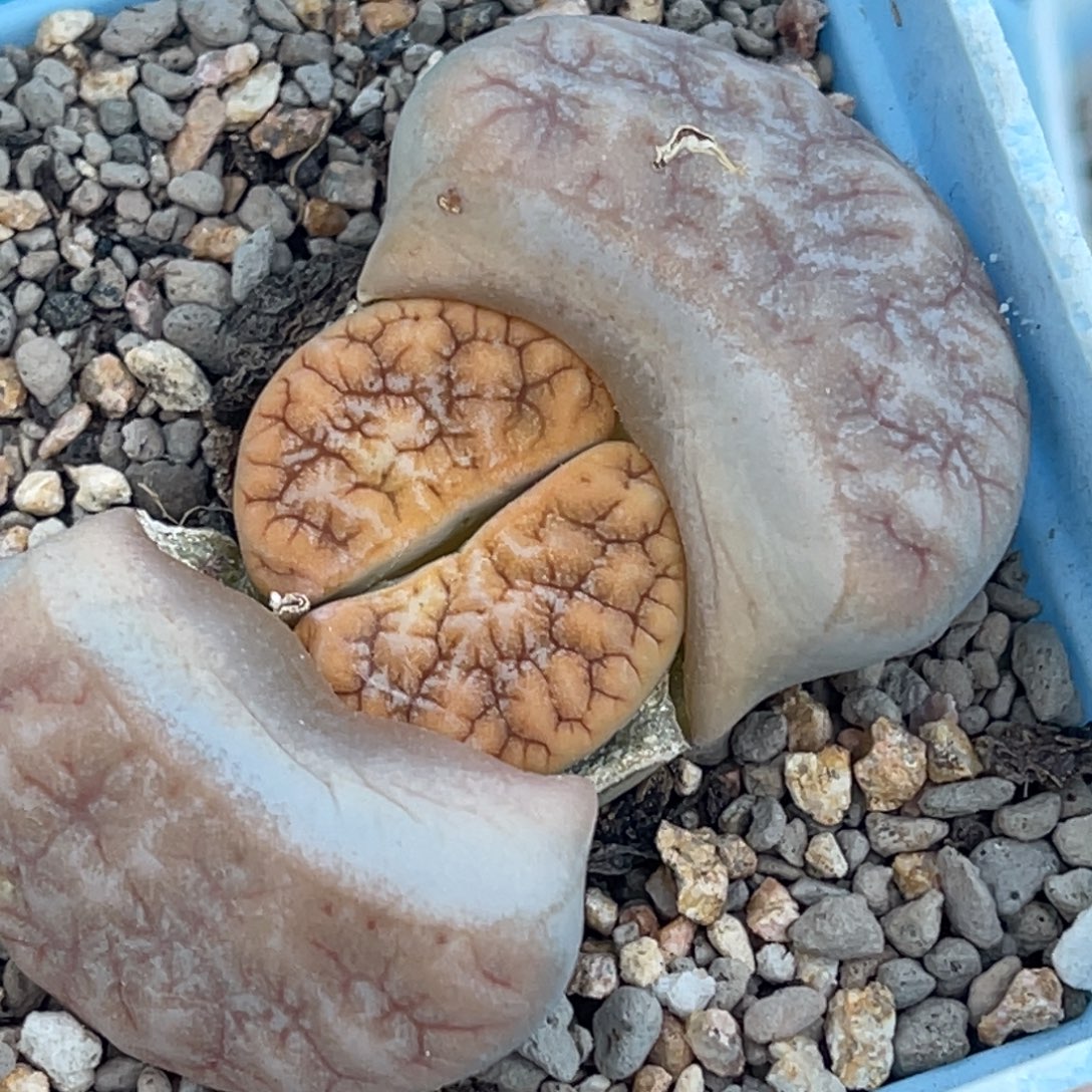 8060凹凸铁189一颗