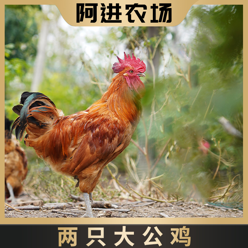 【阿进农场】两只180天农家大公鸡/两只共5斤以上/两只共6斤以上