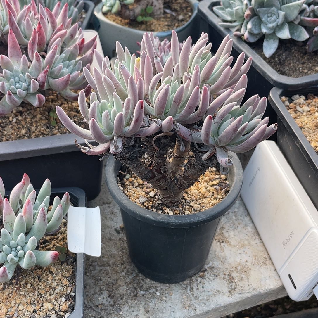 晨溪园艺仙女杯呀