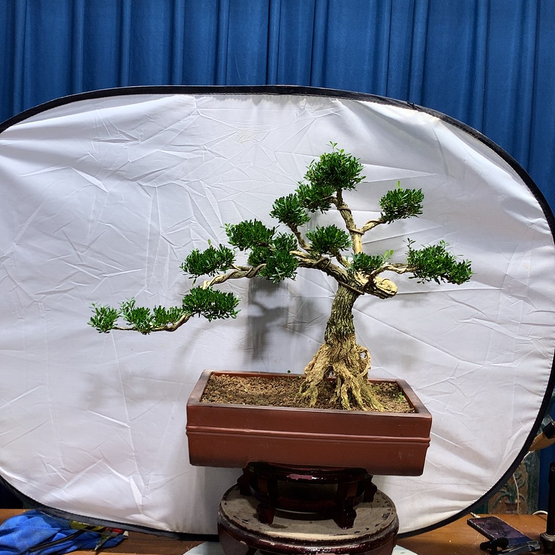 年***华无花朵黄杨盆景一物一拍