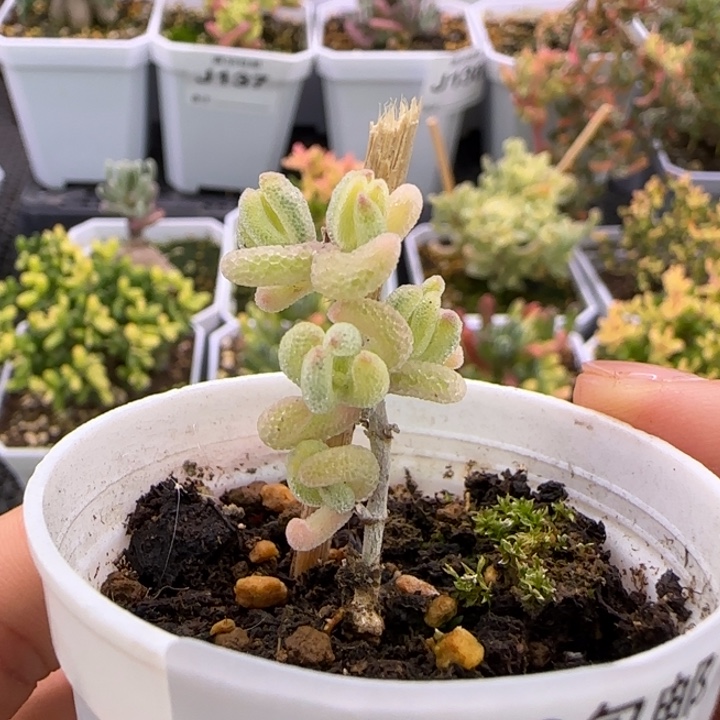 降***澪159-超白植物枝干