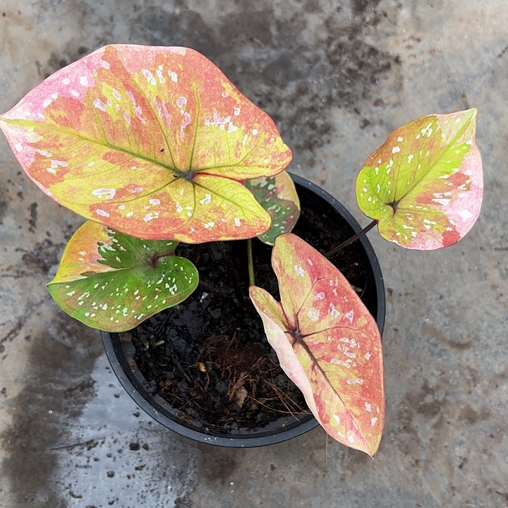 66-1230满月广东现货