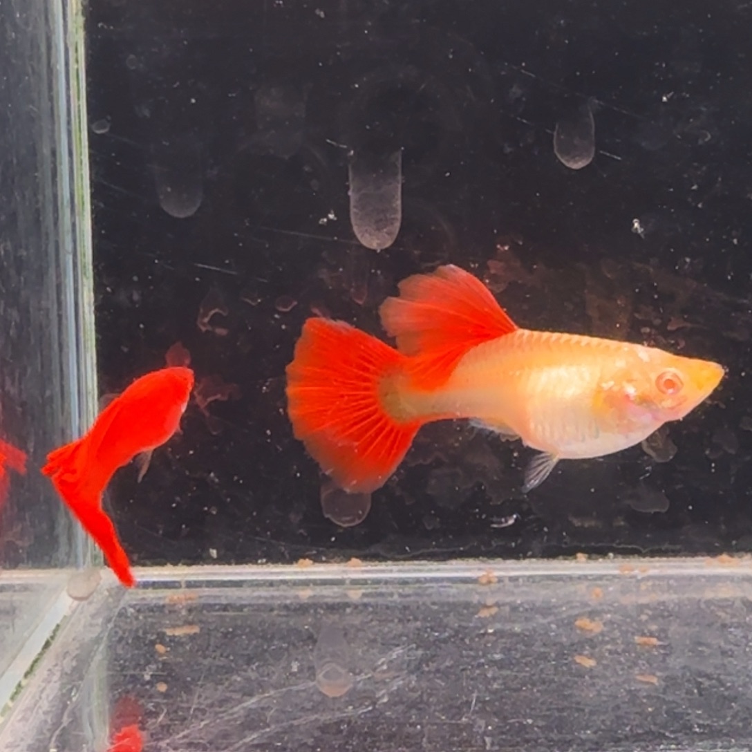 孔雀鱼大背红龙1对