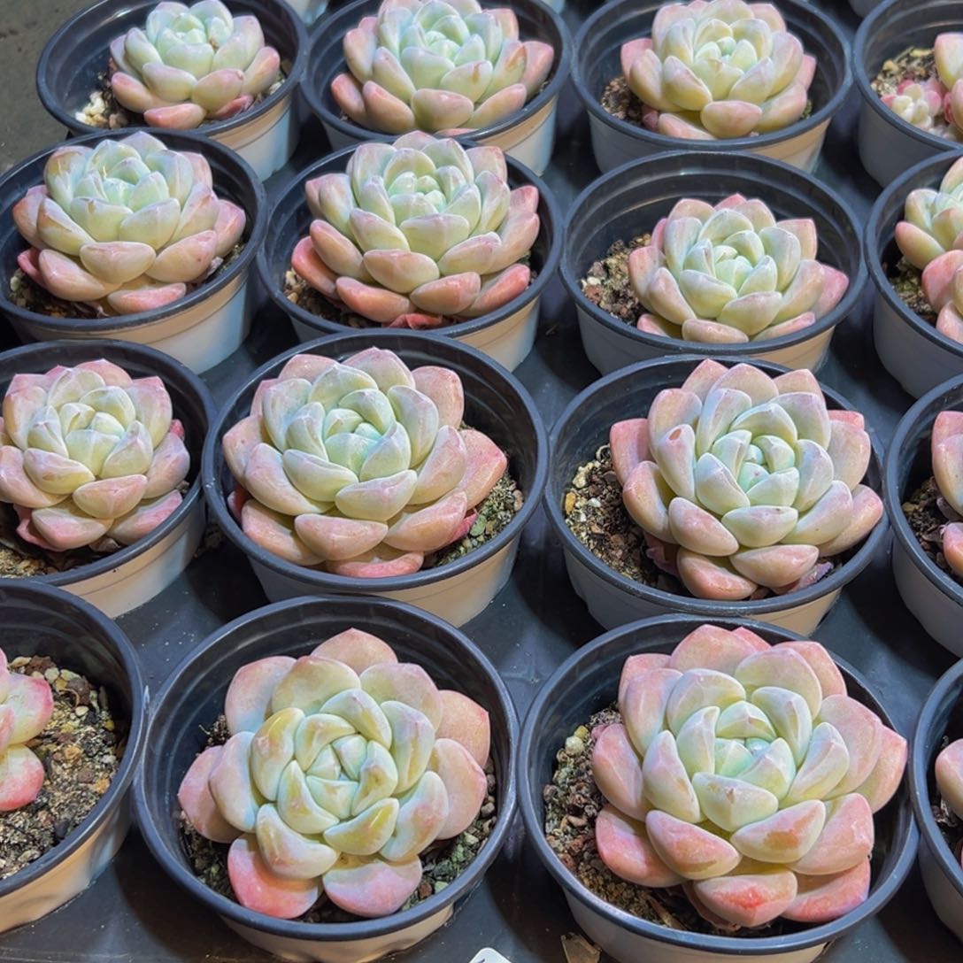 807多肉葡萄的味道是真的