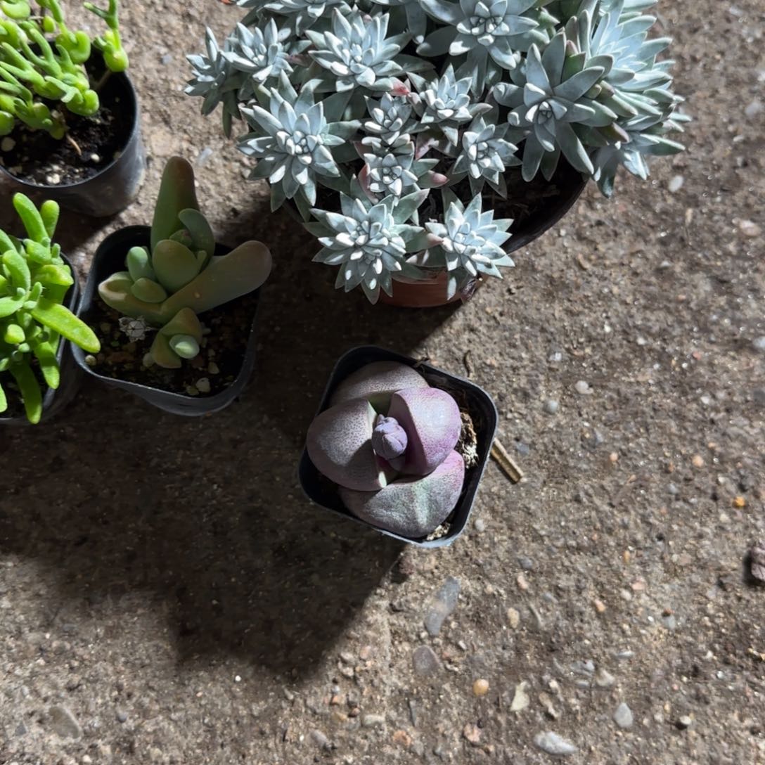 组合多肉开心宝宝