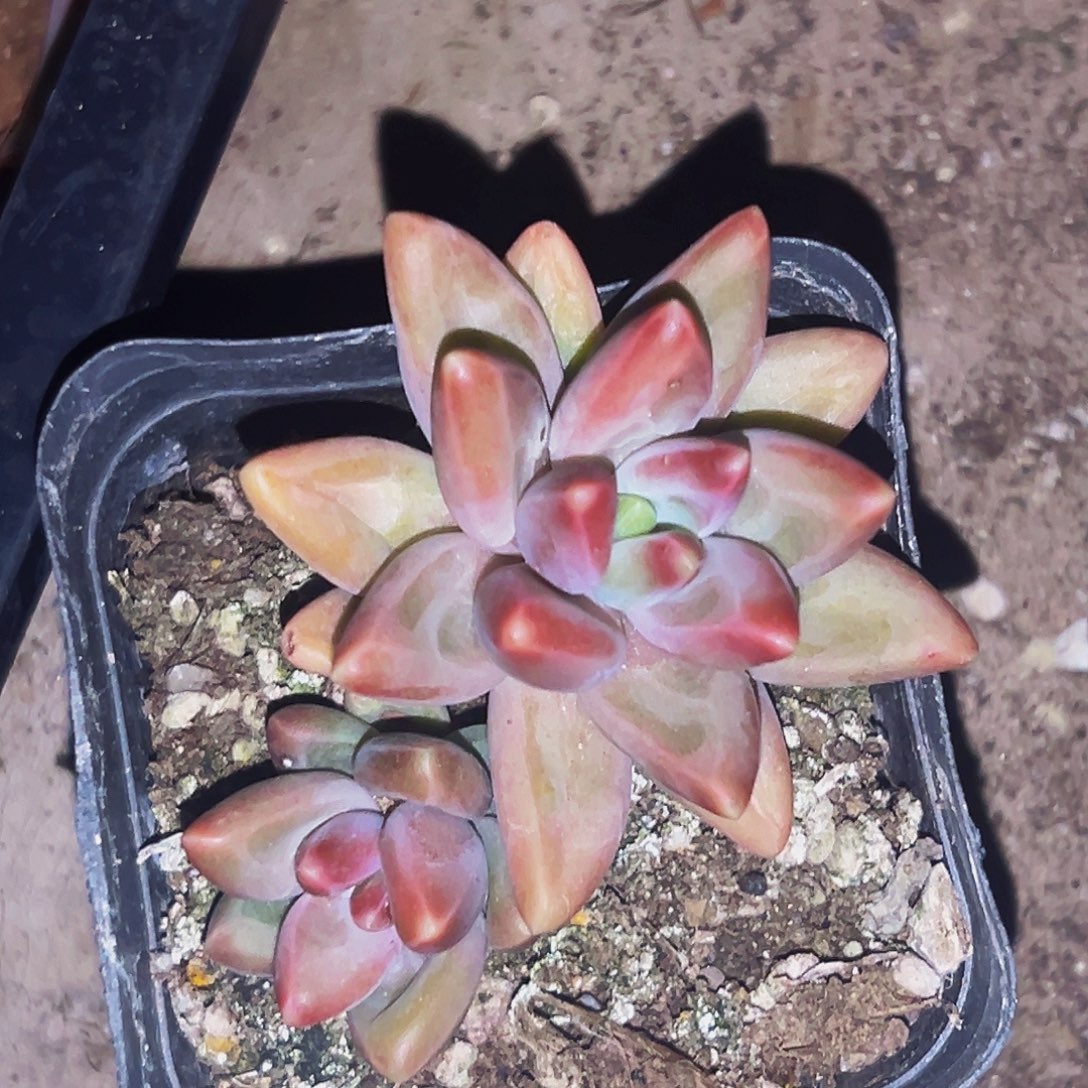 桔云多肉美人精品系列