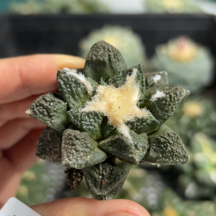 745脱土带根发货