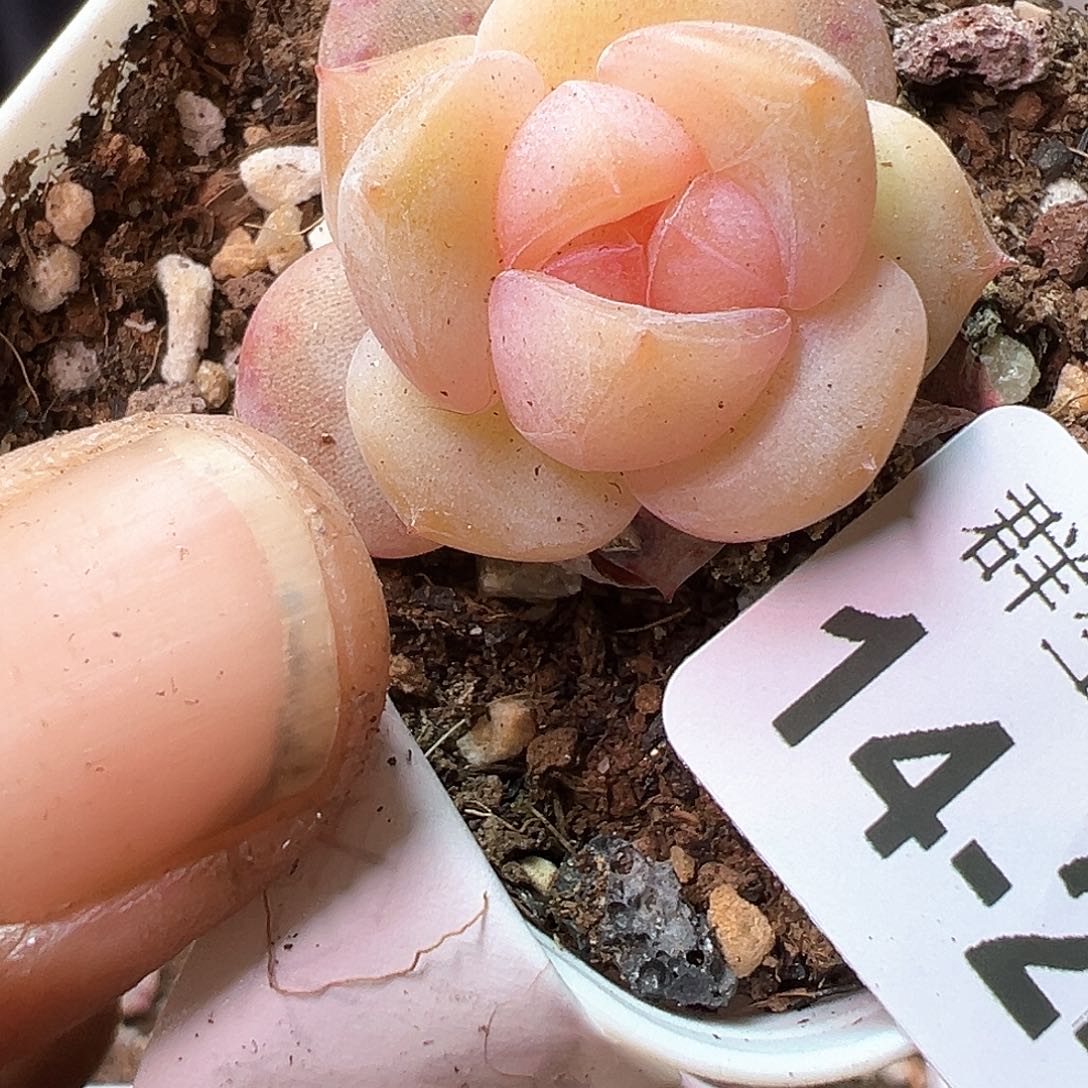 小卡拉米糖心一物一拍14-246