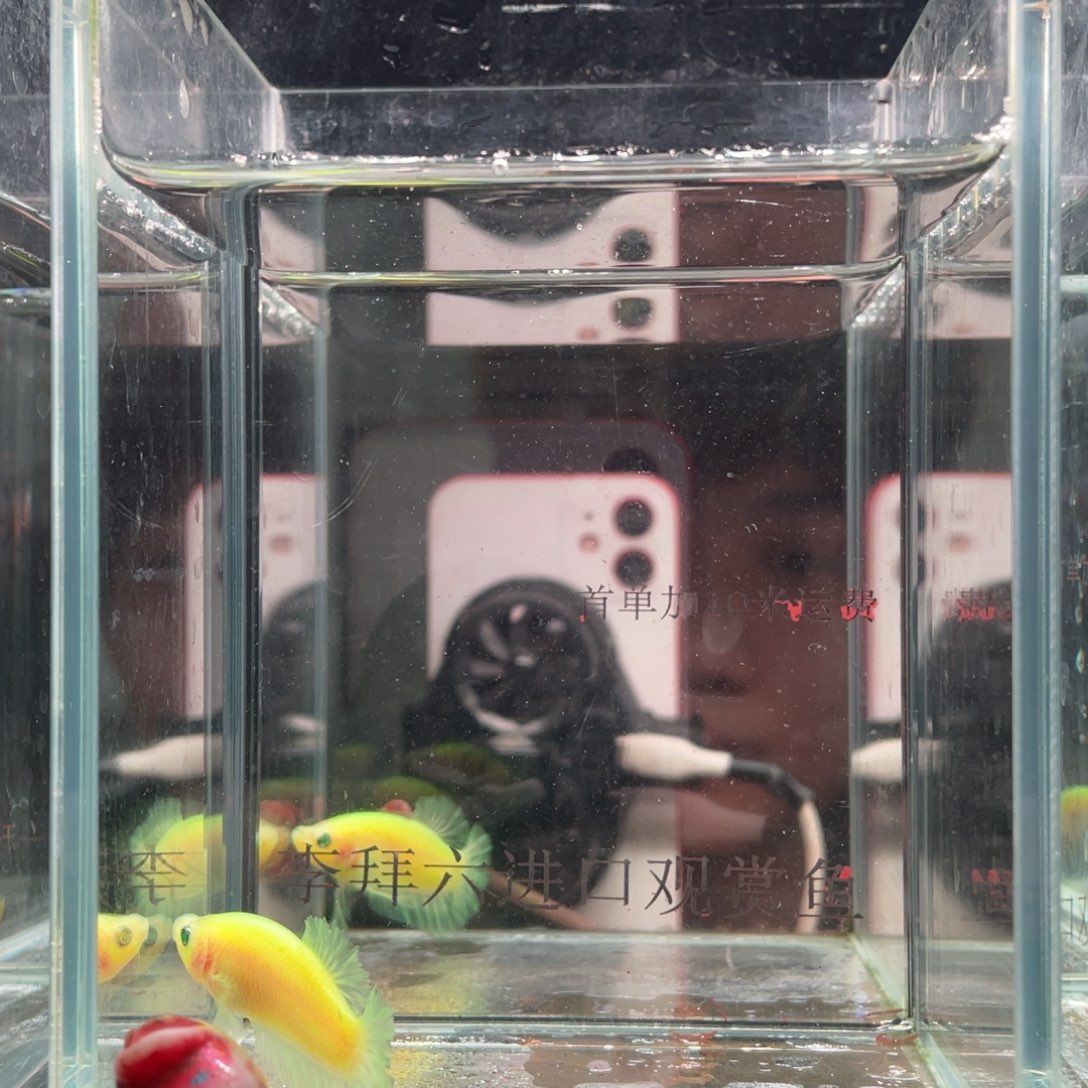 斗鱼印尼精品斗鱼77