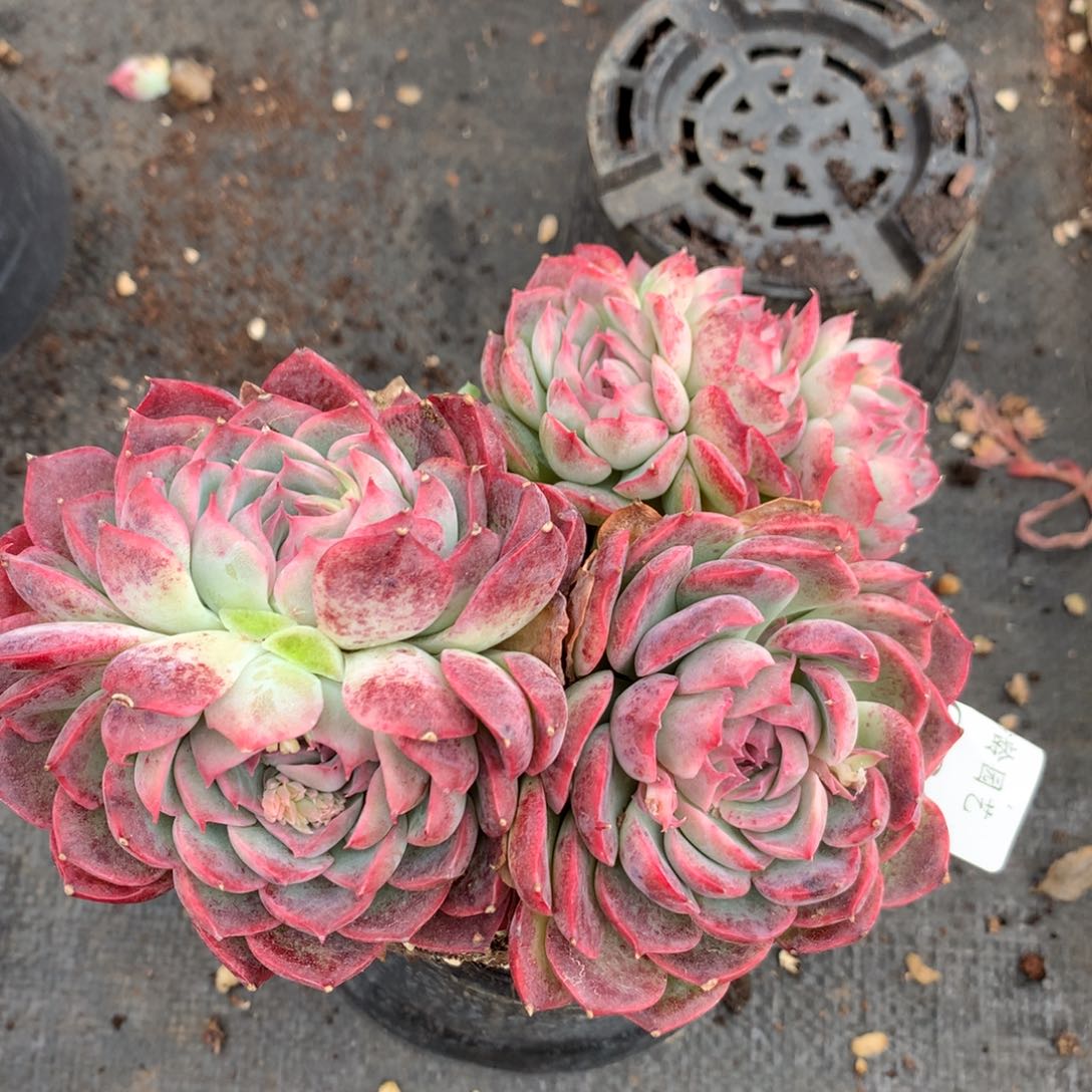 1666 杂交精品基地14厘米