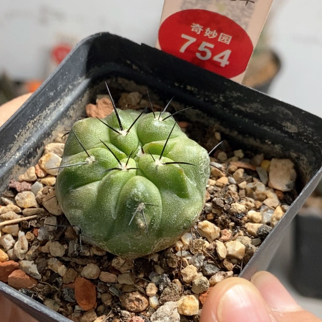 实生上腊龙爪球黑士冠一颗3cm