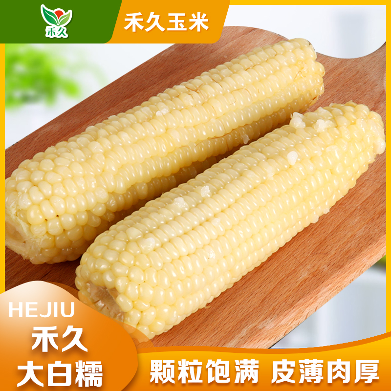 【禾久】河北张家口大白糯玉米 均重260g/根商品图