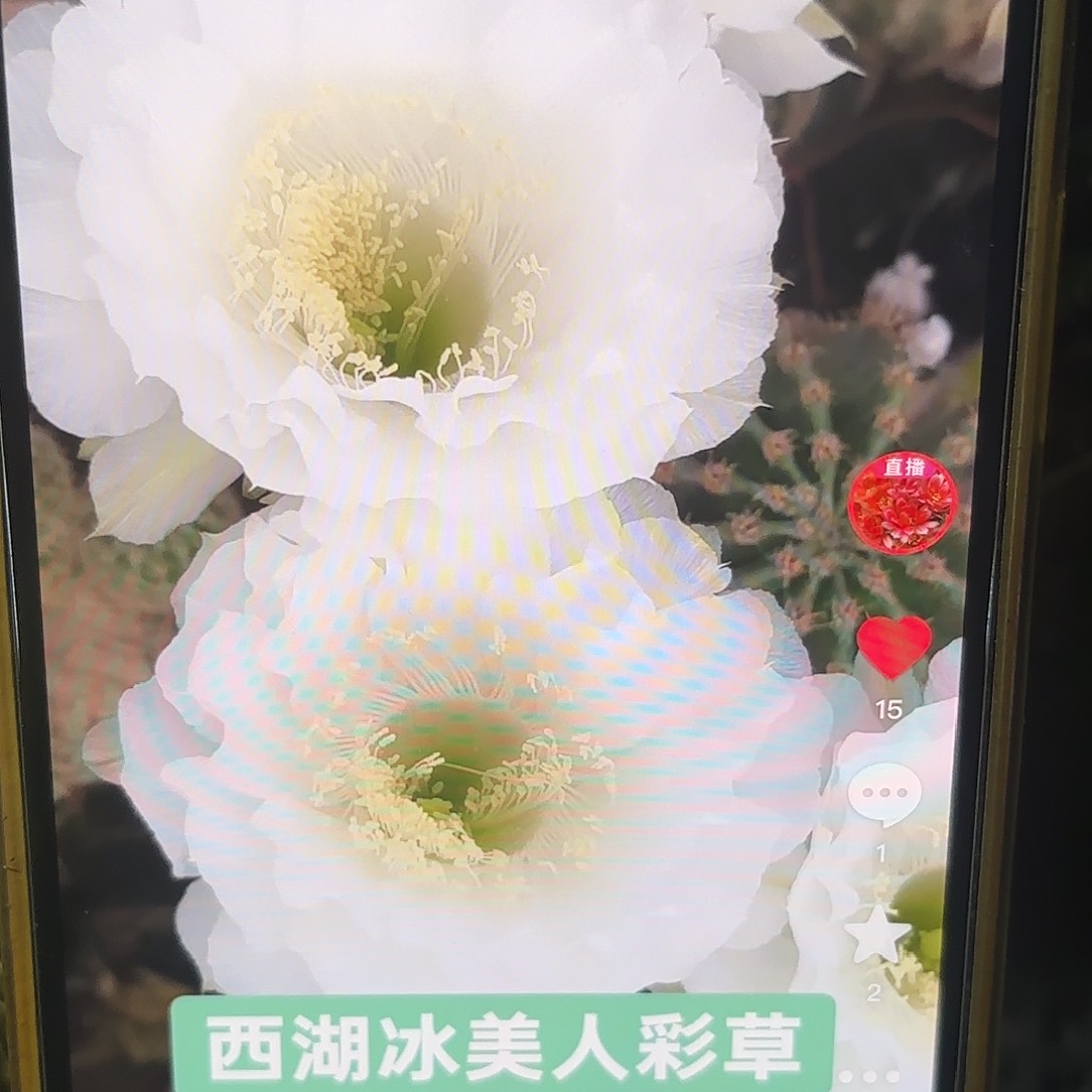 冰美人彩侧牙20包邮仙人球9