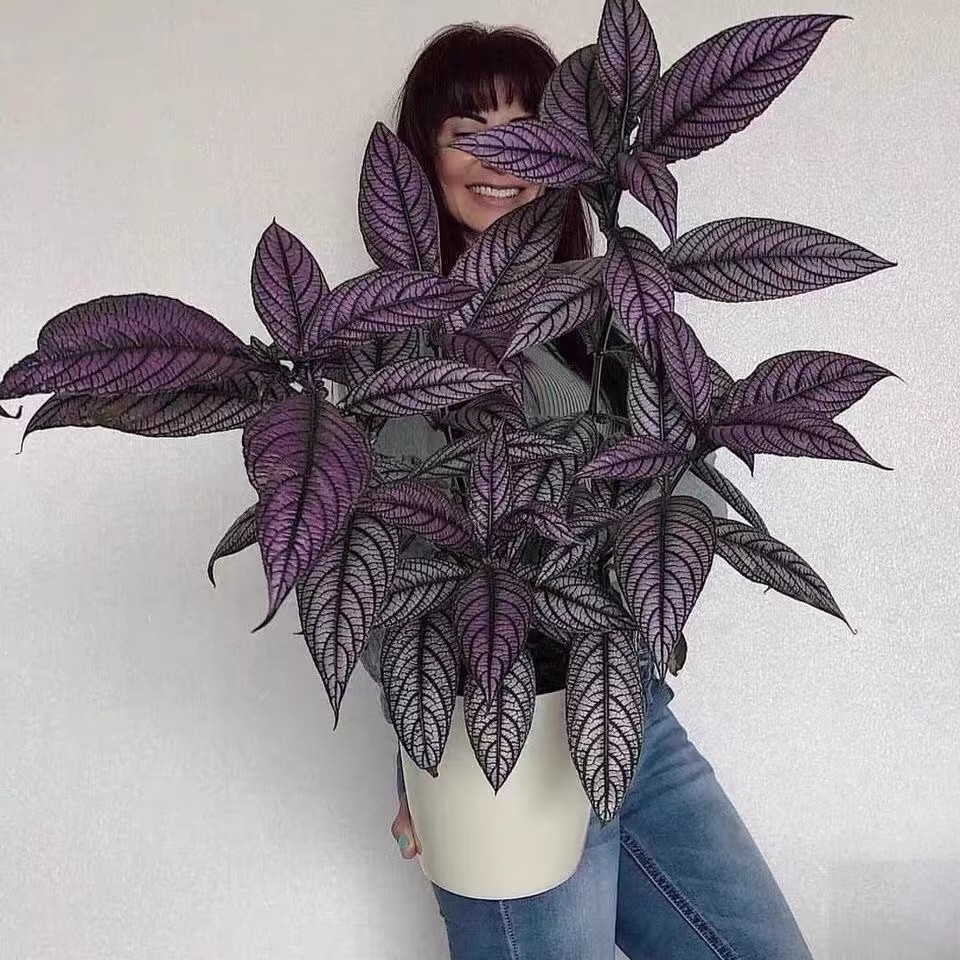 波斯红草红贝马蓝梦幻紫色叶观叶植物阳台耐阴耐晒多年大型龟背竹