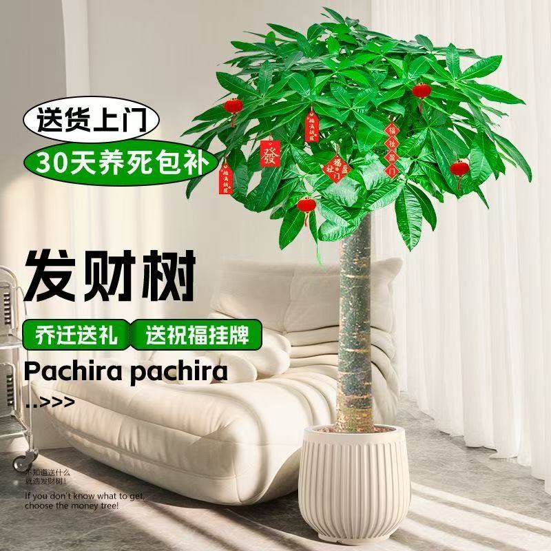 精品1.3 - 1.5米大型发财树室内客厅办公室开业绿植摆放佳品