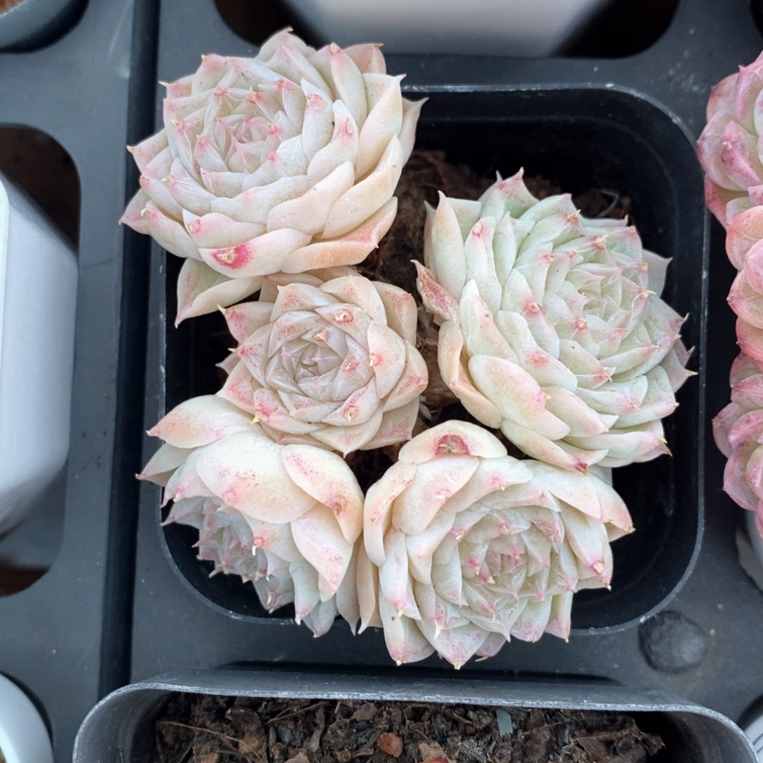 精品多肉一物一拍不包整81