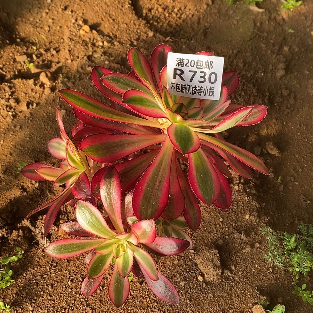 730香奶奶有砍多肉法师锦