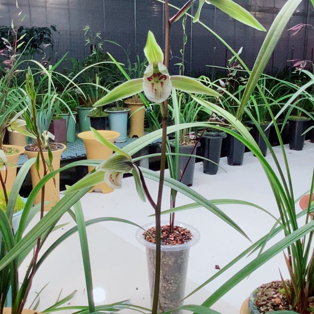 半***ง完全开放琥珀正格花