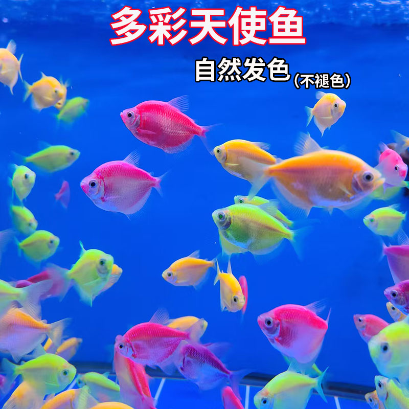 七彩天使鱼小型热带观赏鱼颜色丰富群游好养适合新手
