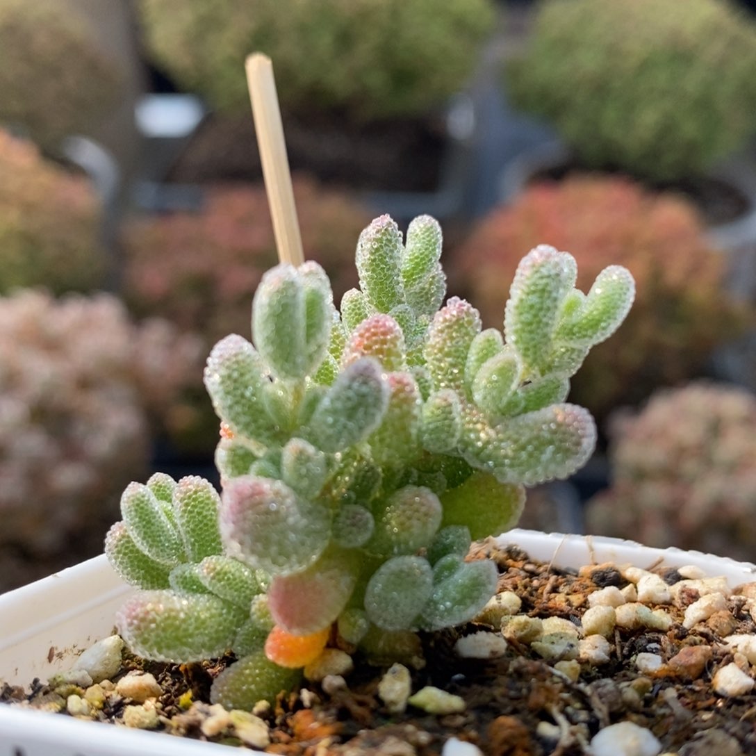 优选冰晶5729枝干番杏