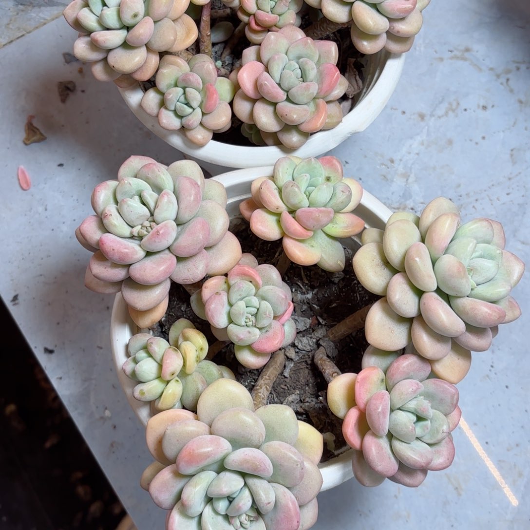 爱****酱泡泡糖28-98(2棵)。     