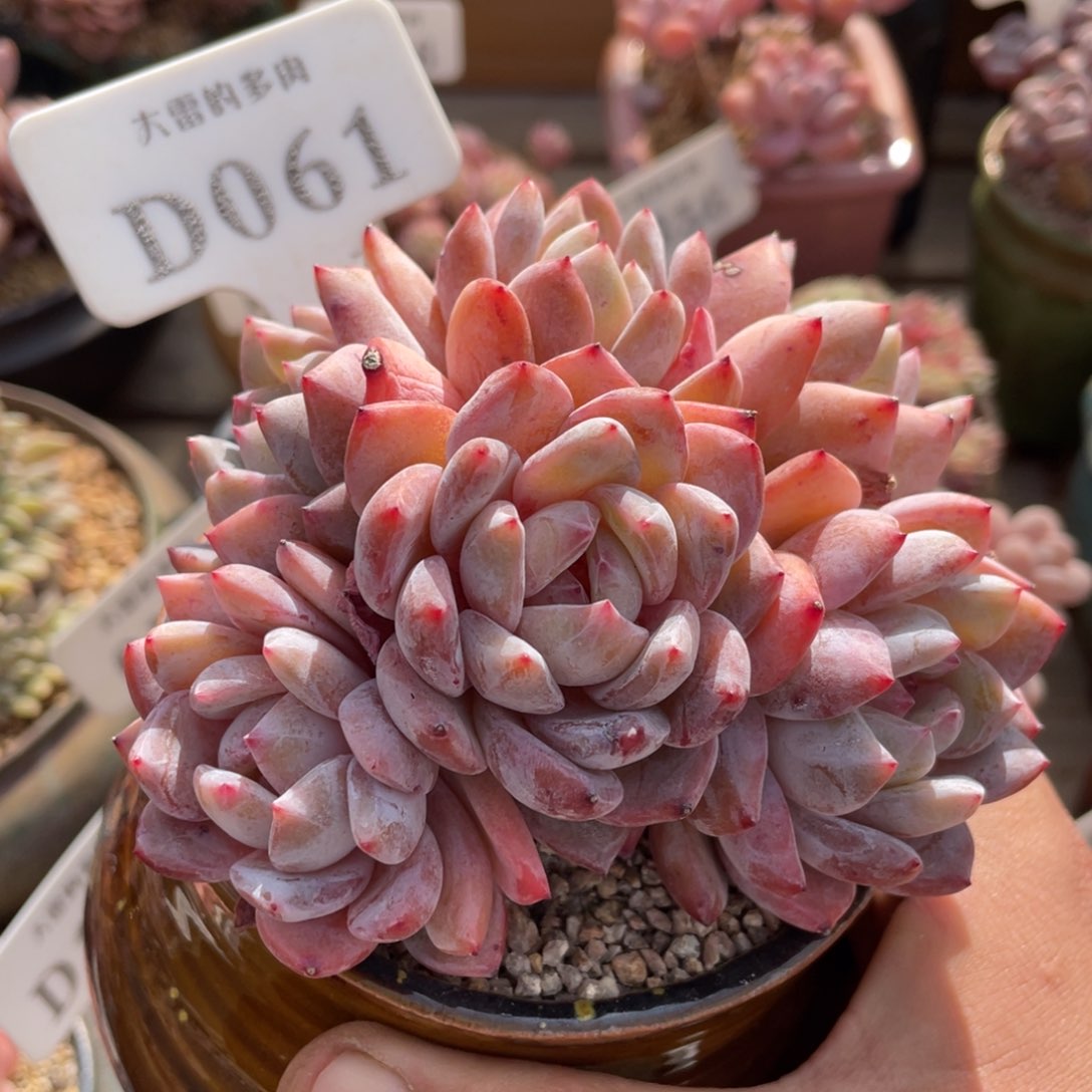 061橙子不带盆11厘米