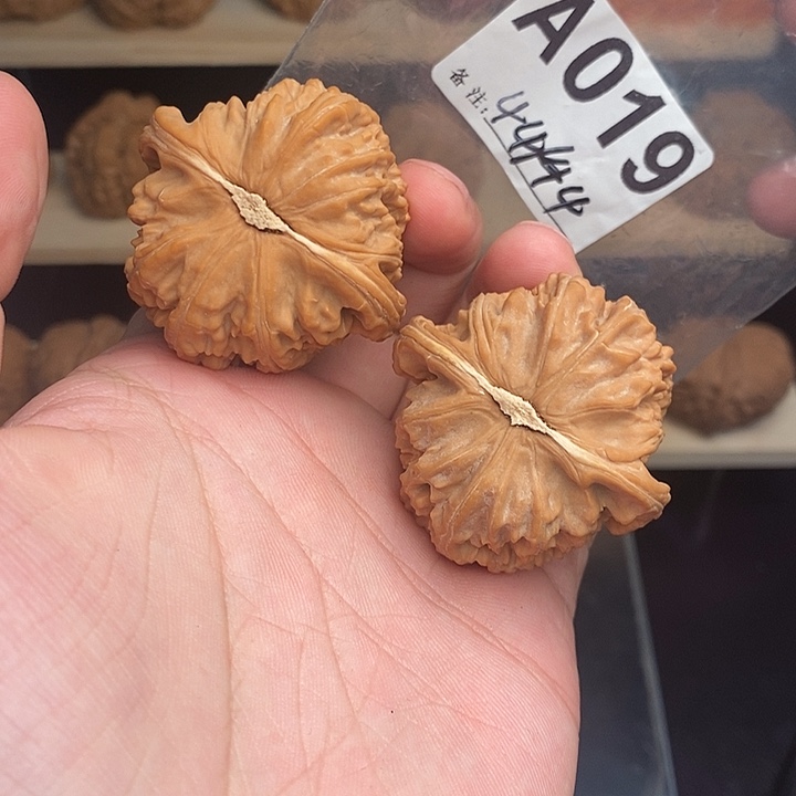 核桃A19ssss级白狮子