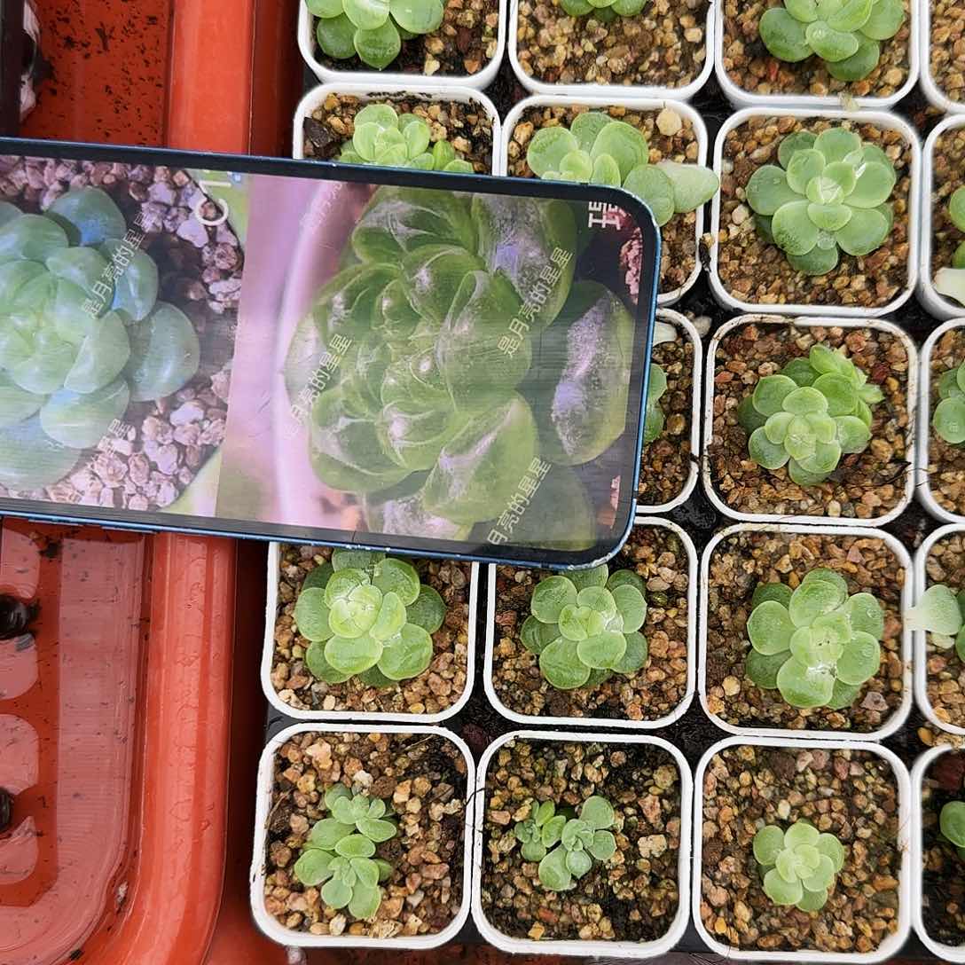 璟财富盆一个满25包邮