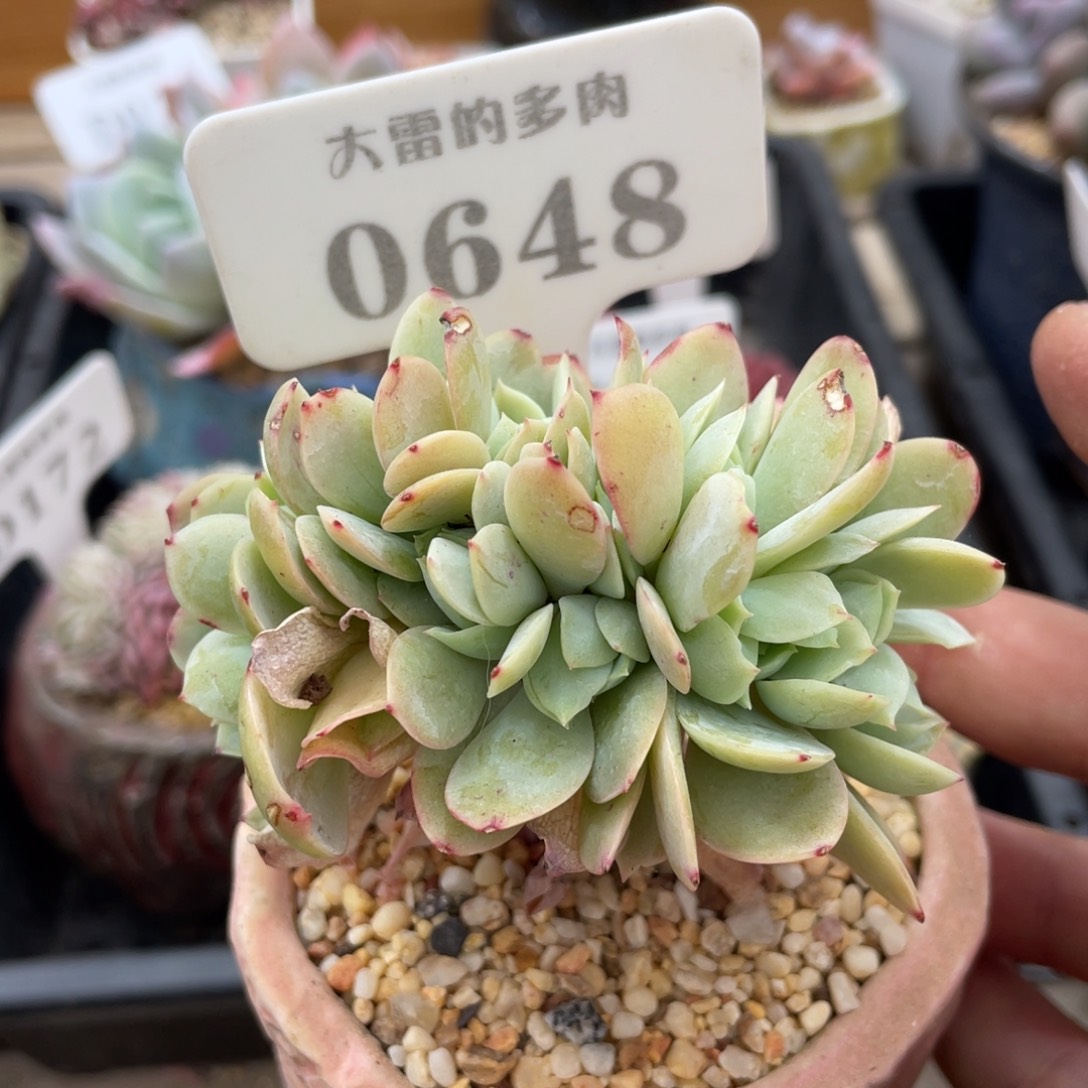 0648碧桃缀不带盆9厘米