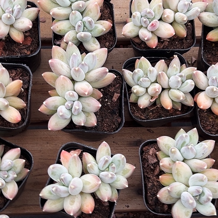 双头         松果  美人