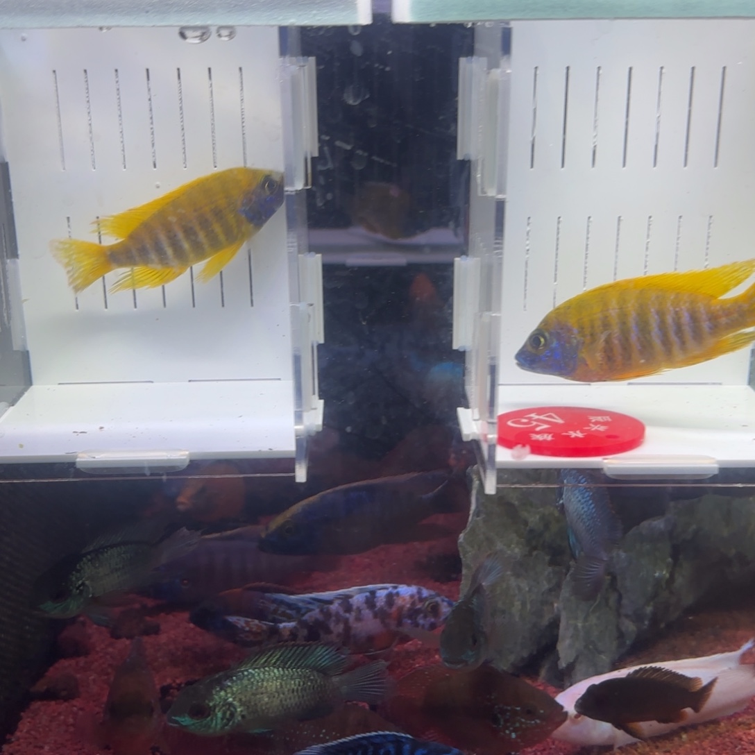 慈鲷鱼直播45号2条