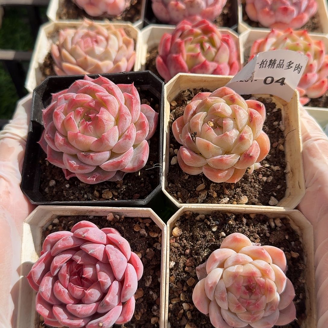 1231-04多肉一物一拍