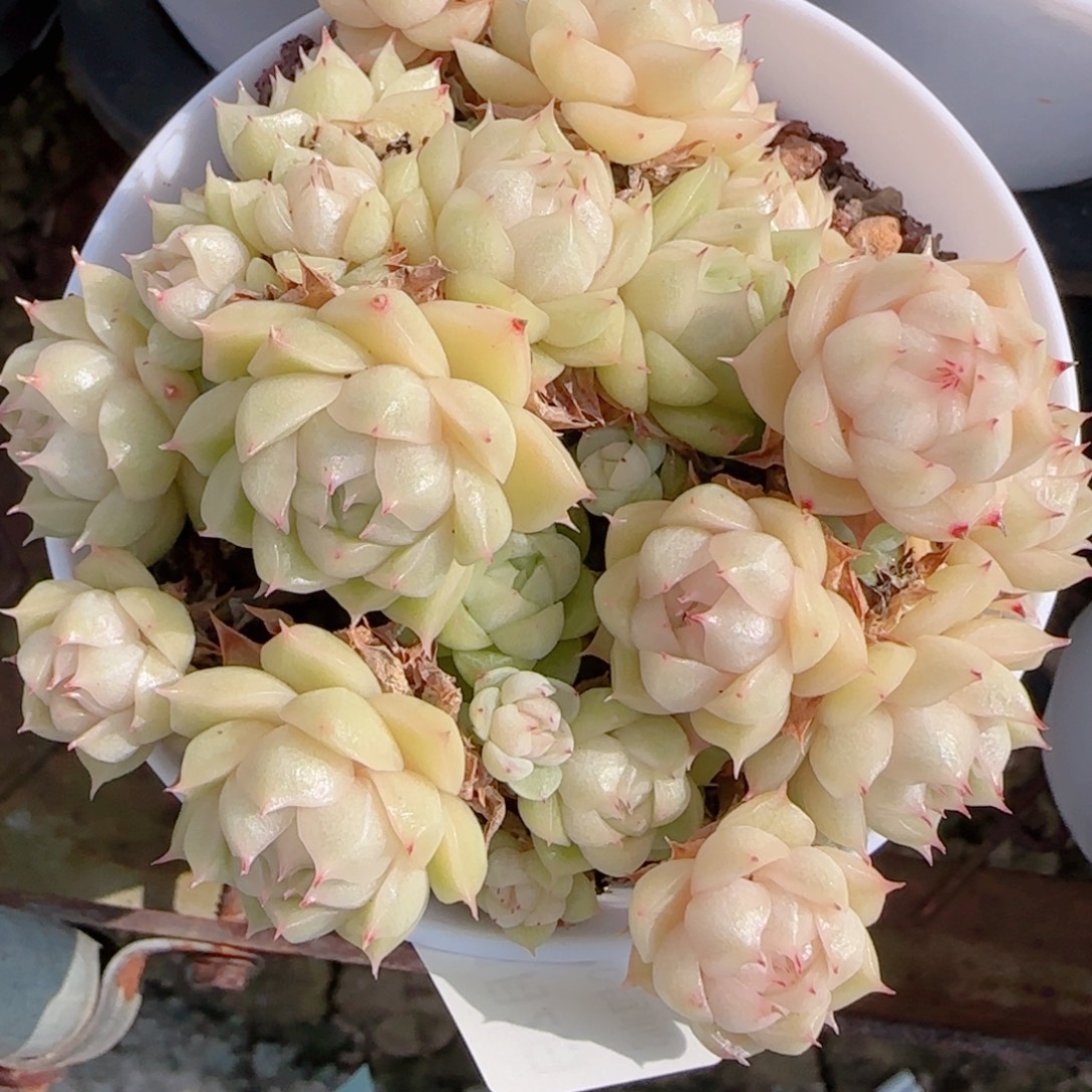 L***a花语多肉0102-187散