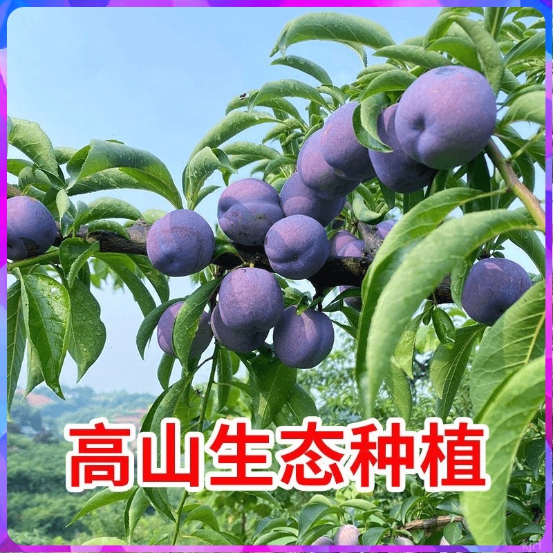 【头茬李子】四川五月脆红李新鲜当季水果脆甜脱骨孕妇水果现摘现发