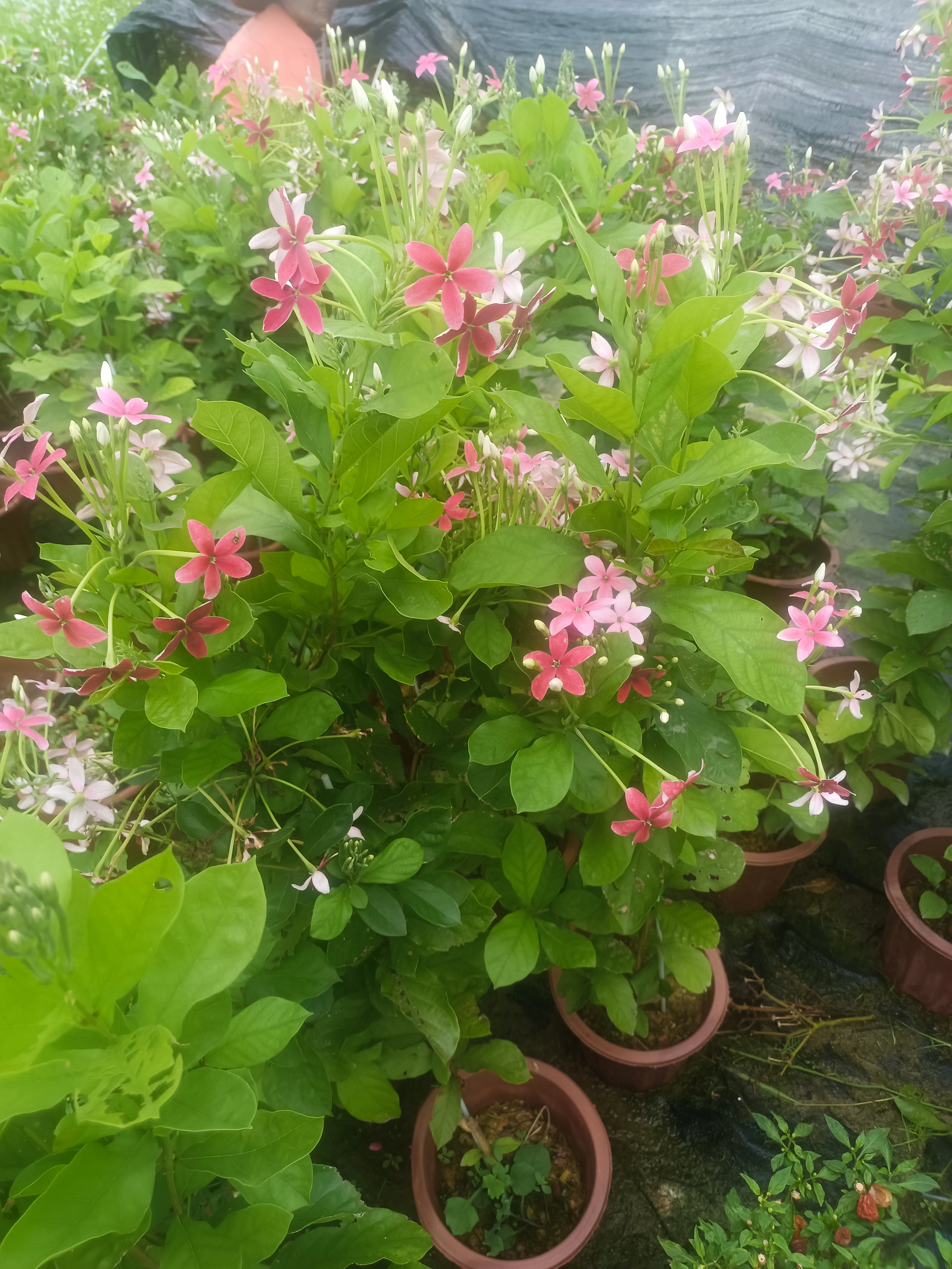 直立使君子木本花卉植物盆栽室内阳台庭院观花期长花开不断好养活