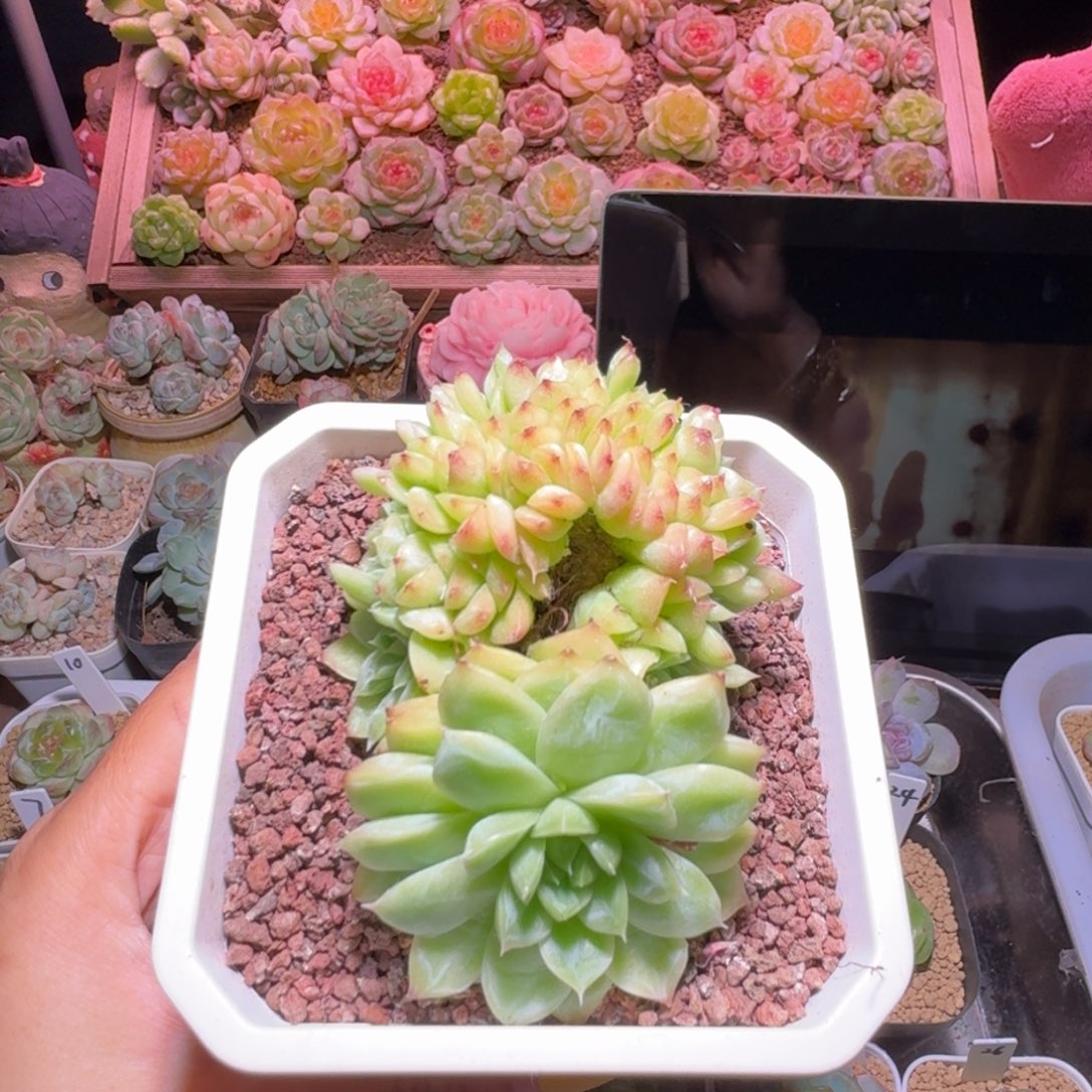 麦秆缀化哈哈哈哈哈