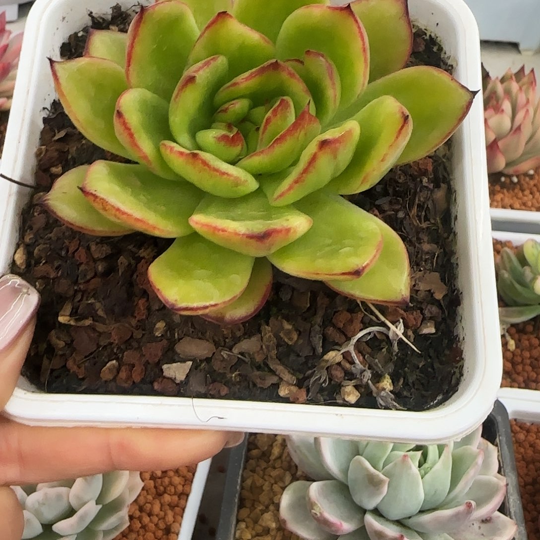 黄透玛丽亚锦多肉植物