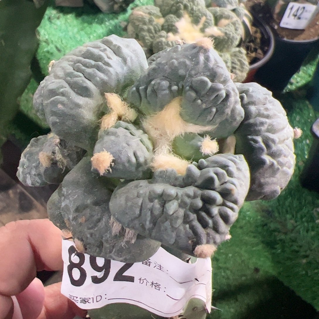 牛舌怒涛牡丹群892仙人球