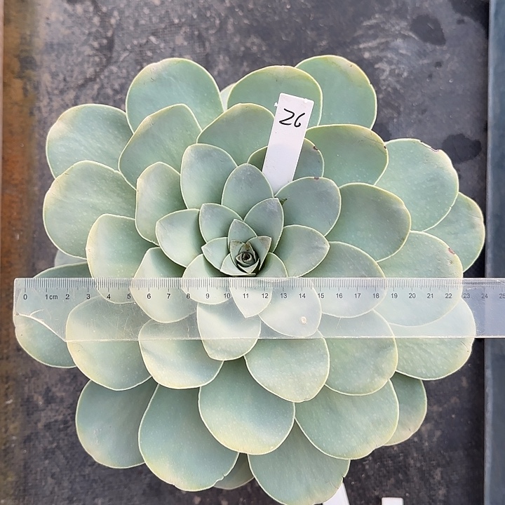 山地玫瑰，一物一拍，脱土发，26号，不包断侧芽