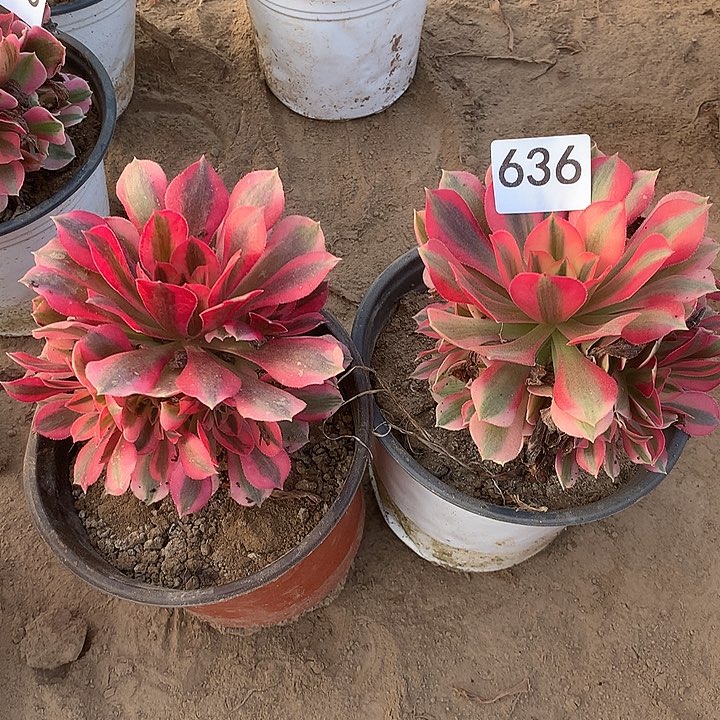 无花朵636两颗女巫中