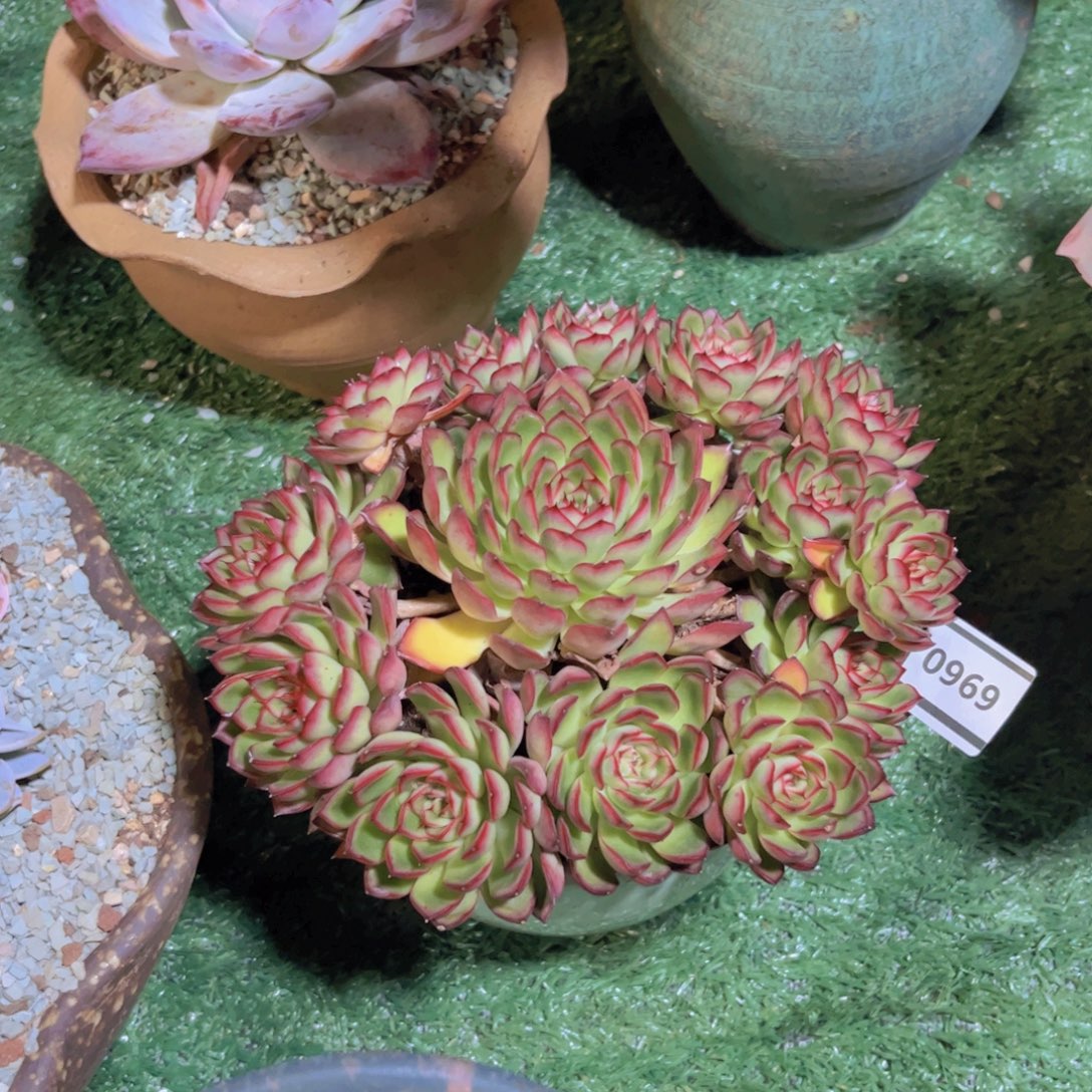 萤火虫多肉植物0969