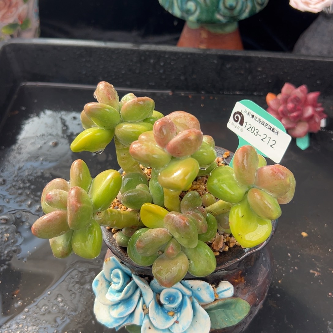 从前慢花园多肉编号1203-212