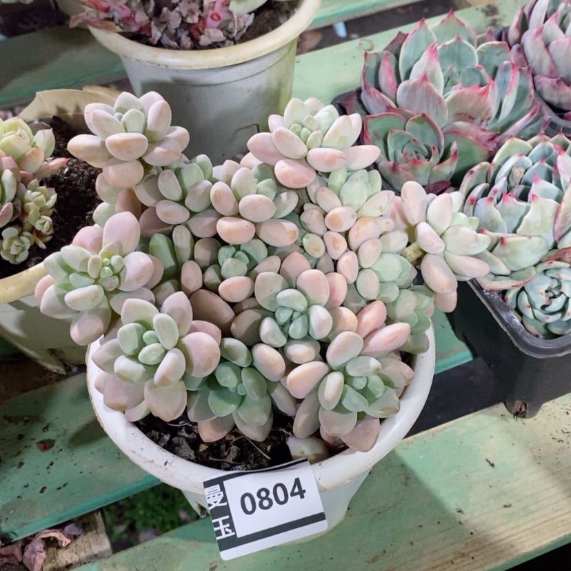 【闪购商品】香水洛神0804