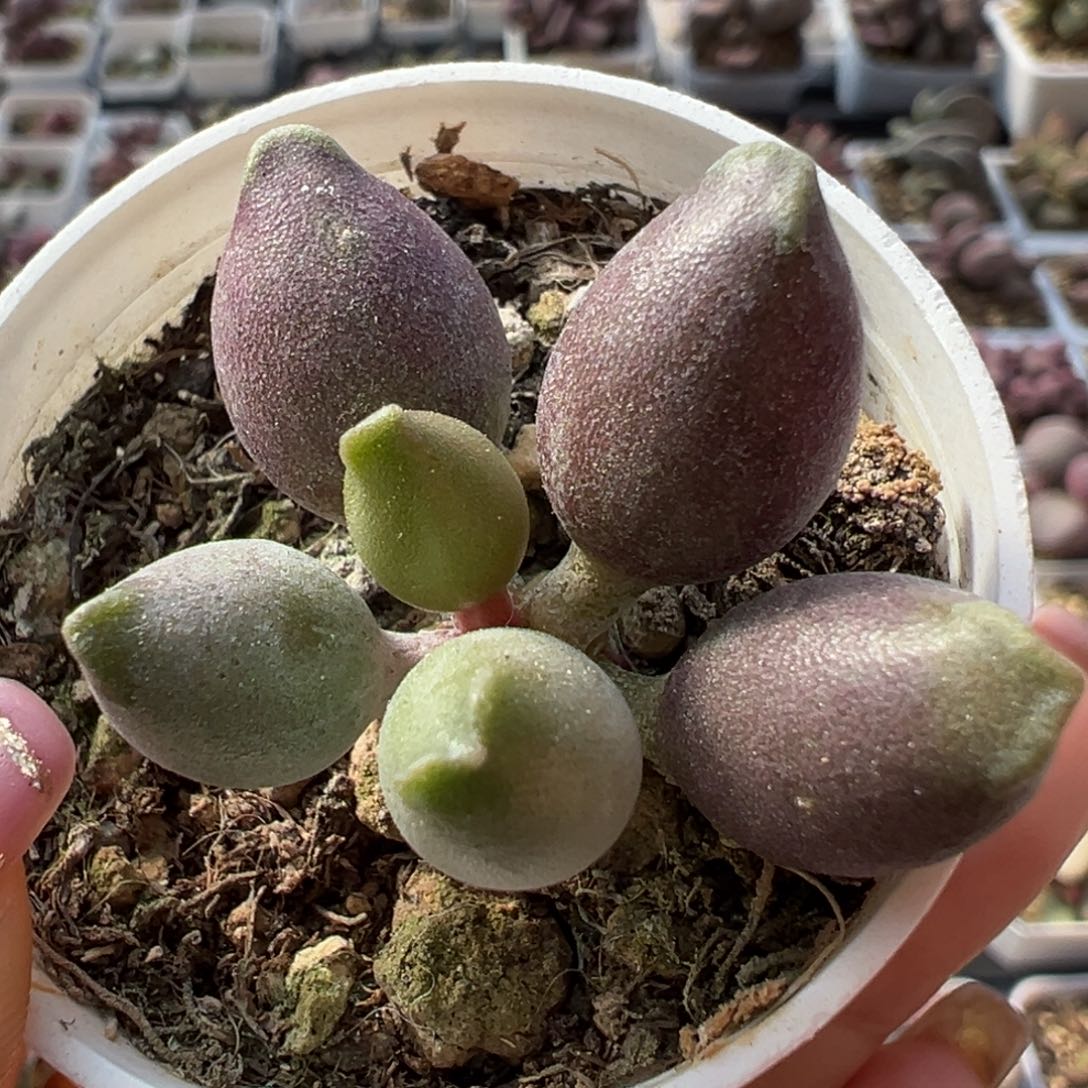 艺伎海豹多肉植物水泡